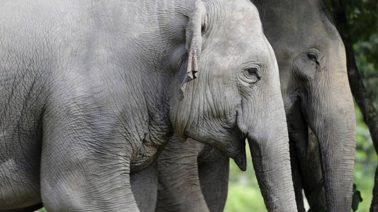 Les éléphants figurent au Sri Lanka parmi les animaux sauvages les plus nuisibles aux récoltes (image symbolique).