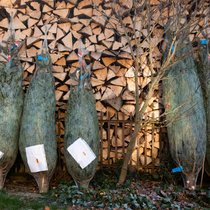 Les prix des sapins de Noël sont en légère hausse cette année (achives).