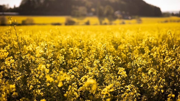 La surface de colza diminue en Suisse. Selon la fédération céréalière, ce recul n'est pas dû au manque d'intérêt des producteurs, mais aux trop grandes restrictions phytosanitaires (image symbolique).