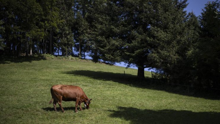 Il y a un peu plus d'un an, des analyses ont montré des teneurs trop élevées en PFAS dans la viande et le lait provenant de vaches de certaines exploitations agricoles dans le canton de Saint-Gall (photo d'illustration)