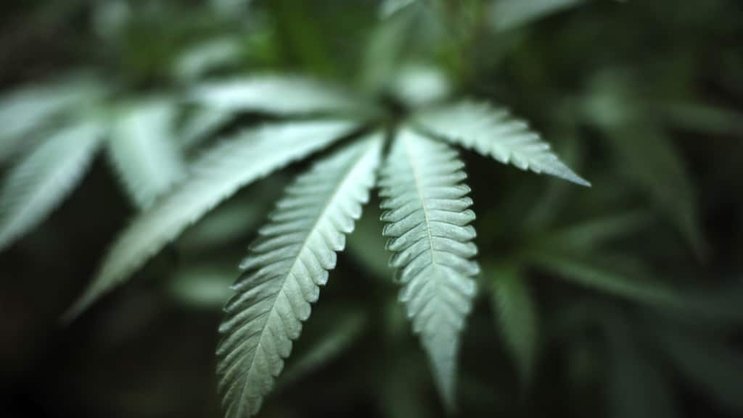 La Suisse devrait libéraliser le cannabis. Un comité a lancé une initiative populaire (illustration).