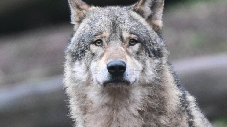 Trois pays - le Royaume-uni, la République tchèque et la Principauté de Monaco continueront d'accorder une protection maximale au loup.