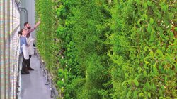A l’instar de ce potager vertical installé dans un restaurant, de nombreuses idées de business sont liées à l’alimentation durable.