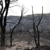 Des dizaines de milliers d'hectares de forêts avaient disparu dans cette région de Tizi Ouzou dans les incendies qui ont ravagé le nord-est algérien entre 2021 et 2023. C'est dans cette région que le million d'arbres a été planté (Archives).