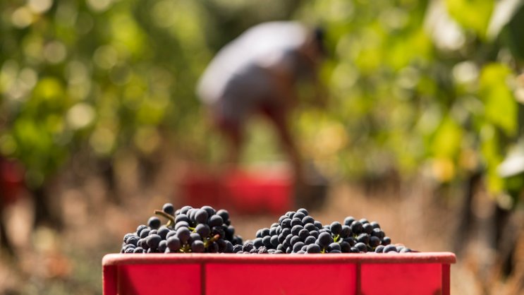 Le Grand Conseil valaisan a choisi d'aider sa viticulture (image d'illustration).
