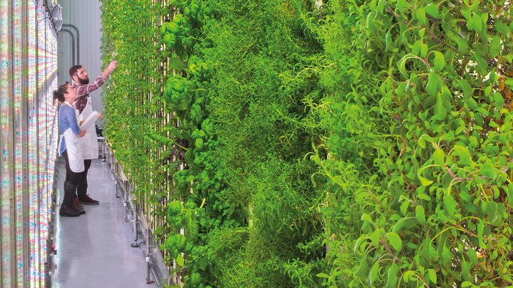 A l’instar de ce potager vertical installé dans un restaurant, de nombreuses idées de business sont liées à l’alimentation durable.