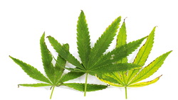 Le parlement suisse réfléchit à une souplesse accrue envers le cannabis médical.