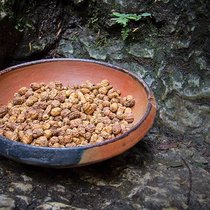 Le souchet utilisé par Pure Natural Food, un tubercule au goût légèrement sucré, est cultivé au Togo.