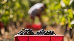 Le Grand Conseil valaisan a choisi d'aider sa viticulture (image d'illustration).