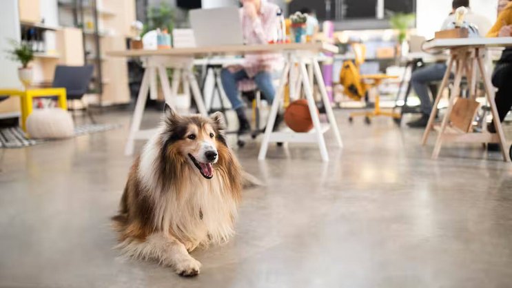 80% des propriétaires de chiens amèneraient leur compagnon à quatre pattes sur leur lieu de travail s'ils y étaient autorisés.