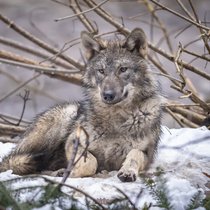 En Suisse, 89 loups ont été tués entre septembre 2025 et janvier 2026. (Photo d'archive)