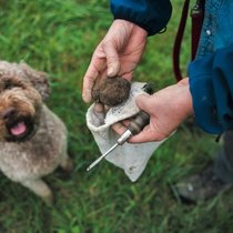 Barbara Demont et son chien Piff, un «lagotto romagnolo» (chien d’eau romagnol en français), une race spécialisée dans la recherche de truffes.