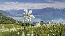 Après la neige, c’est au tour des narcisses de couvrir de blancheur les prairies.