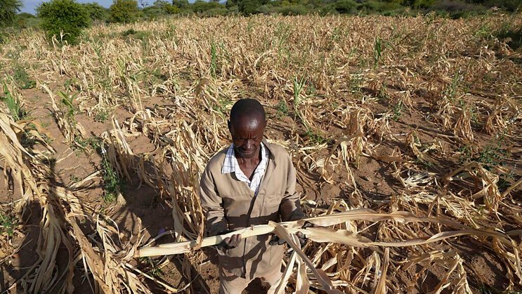 La sécheresse a détruit 70% des récoltes en Zambie et 80% au Zimbabwe (photo), réduisant considérablement l'offre et faisant grimper les prix des denrées alimentaires.