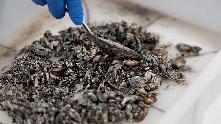 La start-up lausannoise Alien Limited cherche à recycler les moules quagga (photo d'illustration).