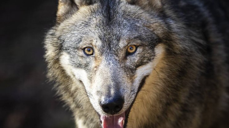 Six cantons veulent réguler les meutes de loups cette année (archives).