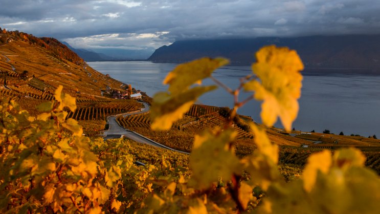 Le Canton de Vaud introduit un moratoire de trois ans pour la plantation de nouvelles vignes (archives).