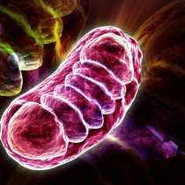 Basé au Biopôle d’Epalinges (VD), Vandria, le spin-off de la start-up Timeline (ex-Amazentis) expérimente une molécule capable de lutter contre l’alzheimer et le parkinson.