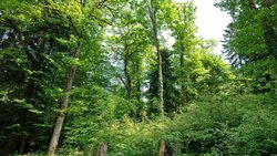 Les forêts suisses, ici celle de la montagne de Boudry (NE), sont protégées depuis 150 ans par une loi fédérale, mais doivent faire face à d'importants défis comme le changement climatique (archives).