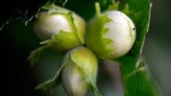 L'Autorité turque de la concurrence a annoncé que "Ferrero devra acheter au moins 30'000 tonnes de noisettes en coque entre septembre et décembre 2025" aux producteurs turcs (archives).