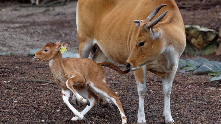 Les bantengs, une espèce originaire d'Asie du Sud-Est, sont inscrits sur la Liste rouge des espèces menacées de l'UICN. Leurs habitats naturels sont les forêts et les prairies, mais il n'en reste que quelques milliers à l'état sauvage, menacés par la chasse, l'exploitation forestière et l'industrie.
