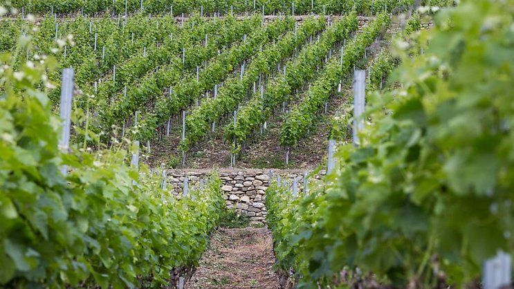 La station d'essais de Leytron dispose de nombreuses parcelles de vignes mises à sa disposition par des producteurs. (Image d'illustration).