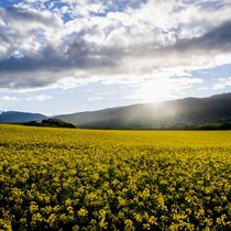 Les cours des oléagineux s'enfoncent sur les marchés agricoles. Ici, un champ de colza. (archive)