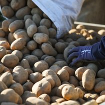 Si la filière n'est pas menacée à long terme, le coup est rude pour les producteurs, qui voient les prix dégringoler.