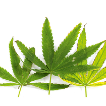 Le parlement suisse réfléchit à une souplesse accrue envers le cannabis médical.