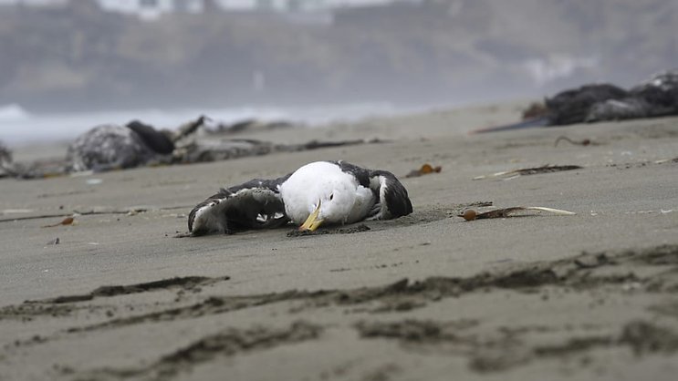 En Europe, le virus de la grippe aviaire ne s'est pas éclipsé à la faveur de l'été dans la faune sauvage, décimant des colonies d'espèces marines protégées. (photo symbolique)