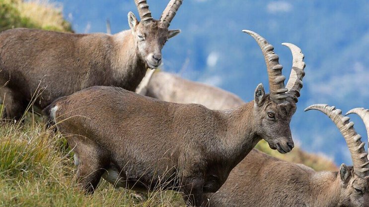 Une partie des bouquetins a été capturée en Valais, dans la région du Weisshorn (Photo d'illustration).