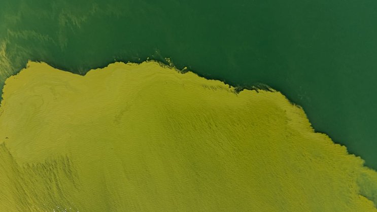 Les algues bleues gâchent régulièrement le plaisir des baigneurs au lac de Lugano à la fin de l'été (archives).