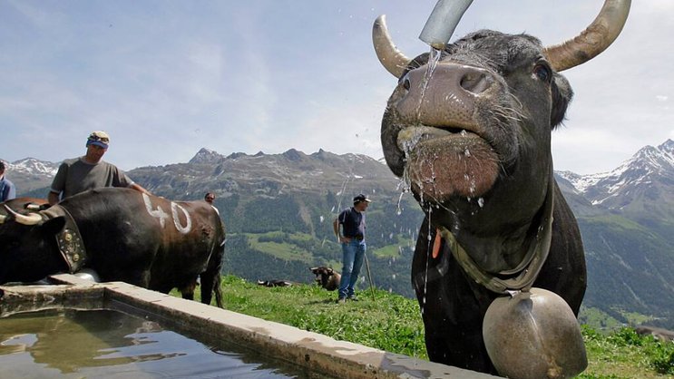 "Ma reine de l'été" permet à toute personne intéressée de choisir une reine d’Hérens - dont la bobine figure sur le site edelap.ch - et de la parrainer tout l'été 2023 pour un montant de 275 francs (image d'illustration)