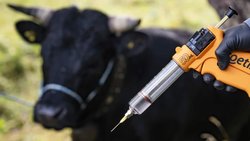 Plus de 200 bovins doivent être abattus en France après la découverte d'un cas de dermatose nodulaire contagieuse. De quoi énerver les agriculteurs sur place (image d'illustration).