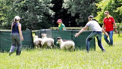 Avec Leader’Sheep, les collaborateurs sont amenés à conduire un troupeau de moutons. Un jeu qui rencontre un grand succès en Suisse romande!