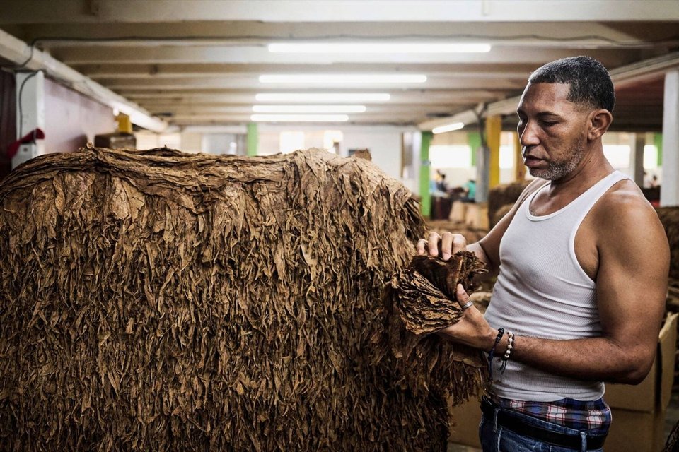 Un homme empile les feuilles de tabac qui seront ensuite livrï¿¯ï¾¿ï¾ï¿¯ï¾¾ï¾©es aux diffï¿¯ï¾¿ï¾ï¿¯ï¾¾ï¾©rents producteurs de cigares, le jeudi 28 septembre 2023 ï¿¯ï¾¿ï¾ï¿¯ï¾¾ï¾  Santiago de los Caballeros