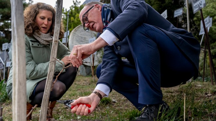 Coaché par la vigneronne Caroline Tramaux Rossier, Martin Pfister a taillé la vigne à Farinet samedi après-midi.