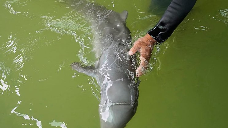 La population de dauphins de l'Irrawaddy présents dans le Mékong est passée de 200 lors du premier recensement en 1997, à 89 en 2020, notamment en raison de la pêche illégale et de la perte de leur habitat.